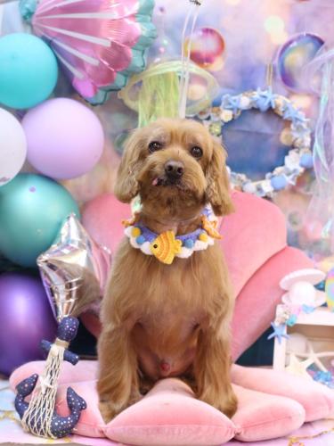 20240815紋之助くん